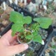 Дорстения Dorstenia contrajerva