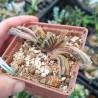 Хавортия Haworthia truncata Illumination variegata - детка