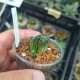 Haworthia truncata Illumination variegata