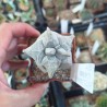 Астрофитум Astrophytum coahuilense Kikko