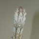 Euphorbia abdelkuri