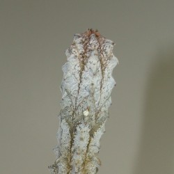 Euphorbia abdelkuri