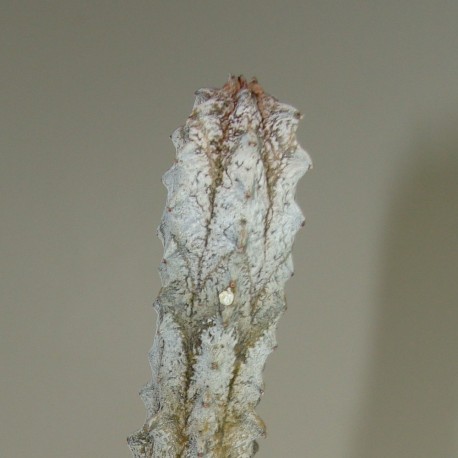 Euphorbia abdelkuri