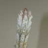 Эуфорбия Euphorbia abdelkuri