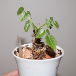 Boswellia mexicana