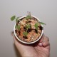 Boswellia mexicana