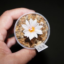 Turbinicarpus polaskii