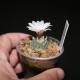 Turbinicarpus polaskii