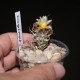 Turbinicarpus flaviflorus