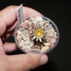 Turbinicarpus flaviflorus