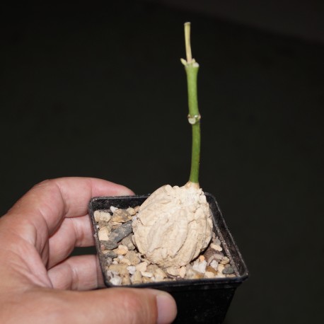 Gonolobus cyclophyllus