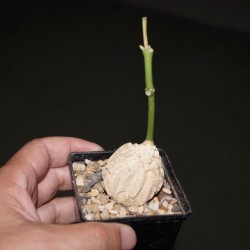 Gonolobus cyclophyllus
