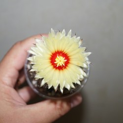 Astrophytum ASCAP (asterias x capricorne)