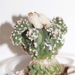 Astrophytum fukuriyu гибридный