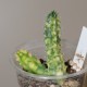 Huernia zebrina variegata