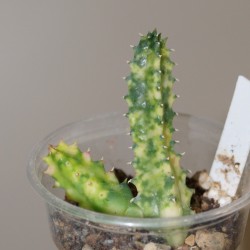 Huernia zebrina variegata