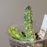 Хуэрния зебрина вариегата Huernia zebrina variegata