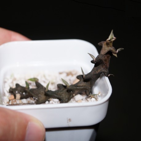 Ceropegia armandii
