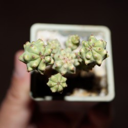 Euphorbia mosaica