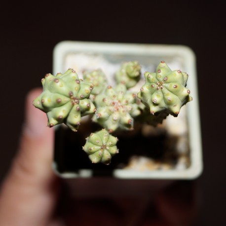 Euphorbia mosaica