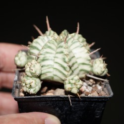 Euphorbia meloformis variegata