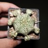 Эуфорбия Euphorbia meloformis variegata