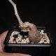 Оперкуликария Operculicarya pachypus