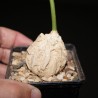 Гонолобус Gonolobus cyclophyllus