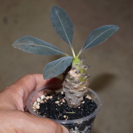 Euphorbia pachypodioides