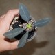 Euphorbia pachypodioides
