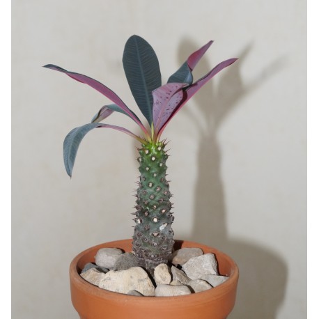 Euphorbia pachypodioides
