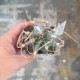 Astrophytum senile Taiho