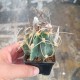 Astrophytum senile Taiho