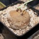 Стефания Stephania erecta