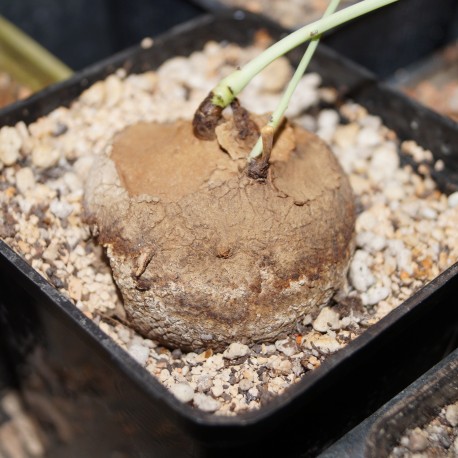Стефания Stephania erecta
