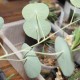 Стефания Stephania erecta