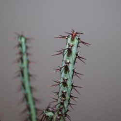 Euphorbia aeruginosa