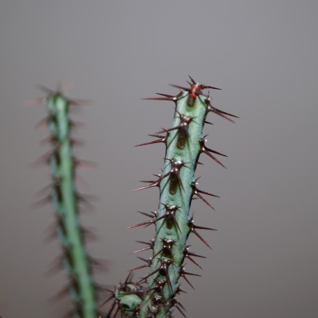 Euphorbia aeruginosa