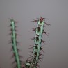 Эуфорбия Euphorbia aeruginosa - черенок