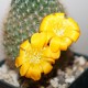 Rebutia marsoneri