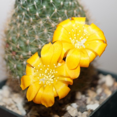 Rebutia marsoneri