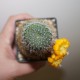 Rebutia marsoneri