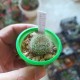 Rebutia marsoneri