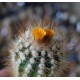 Parodia comosa