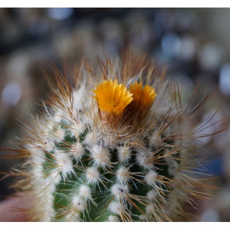 Parodia comosa