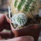 Parodia comosa