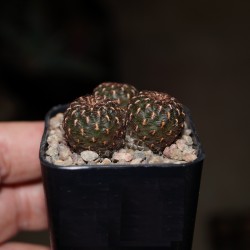 Сулькоребуция Sulcorebutia heinzii