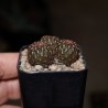 Сулькоребуция Sulcorebutia heinzii