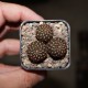Sulcorebutia heinzii
