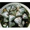 Haworthia Yukikeshiki splendens